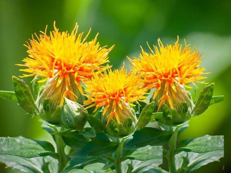 Distelöl - Carthamus Tinctorius Seed Oil
