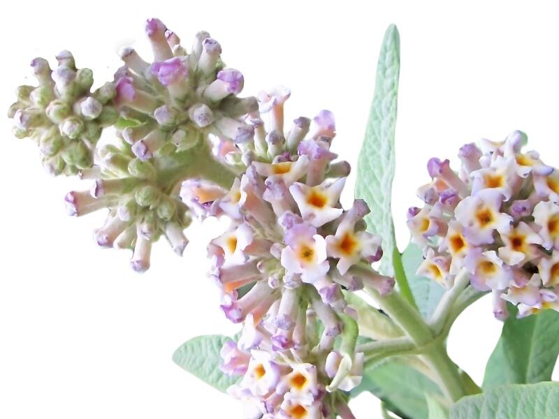 Buddleja Officinalis Flower Extract