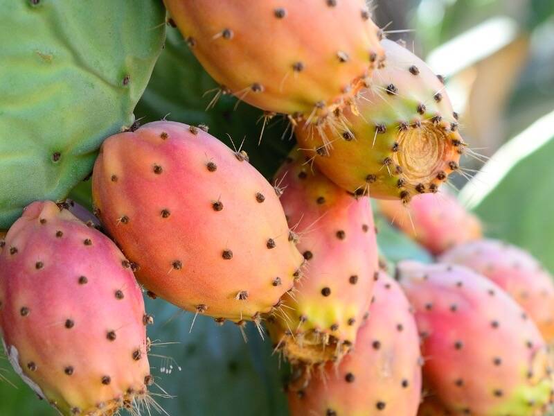Kaktusfeigenkernöl (Opuntia Ficus Indica Seed Oil)
