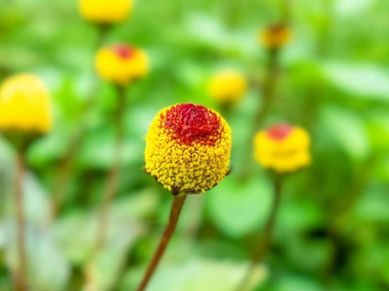 Parakresseextrakt: Acmella Oleracea Extract