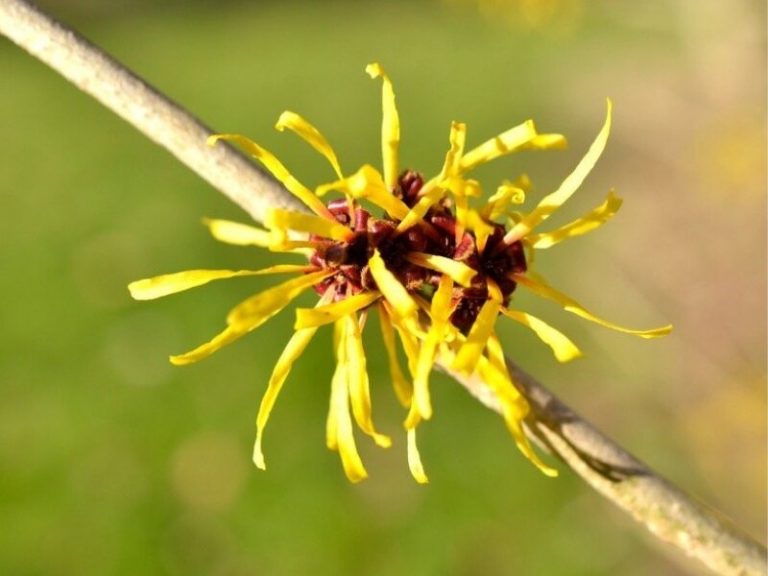 Hamamelis-Extrakt, Hamamelis Virginiana Leaf Extract.