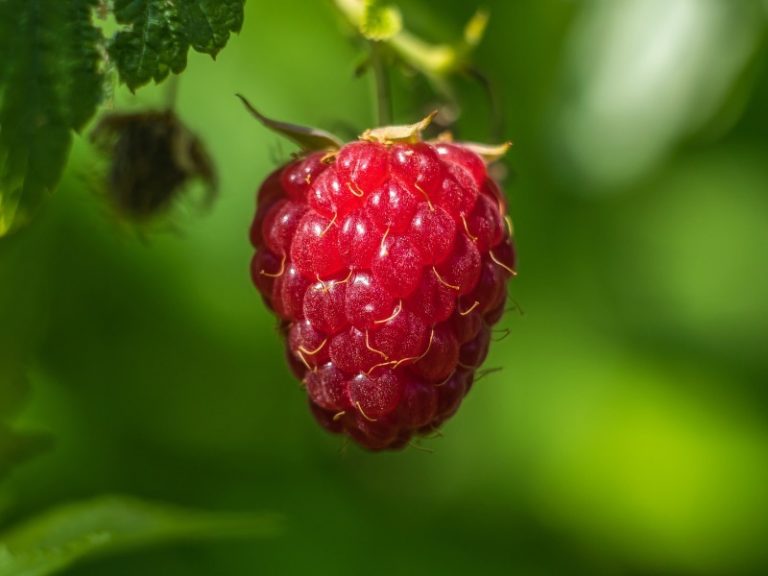 Himbeersamenöl | Rubus Idaeus (Raspberry) Seed Oil