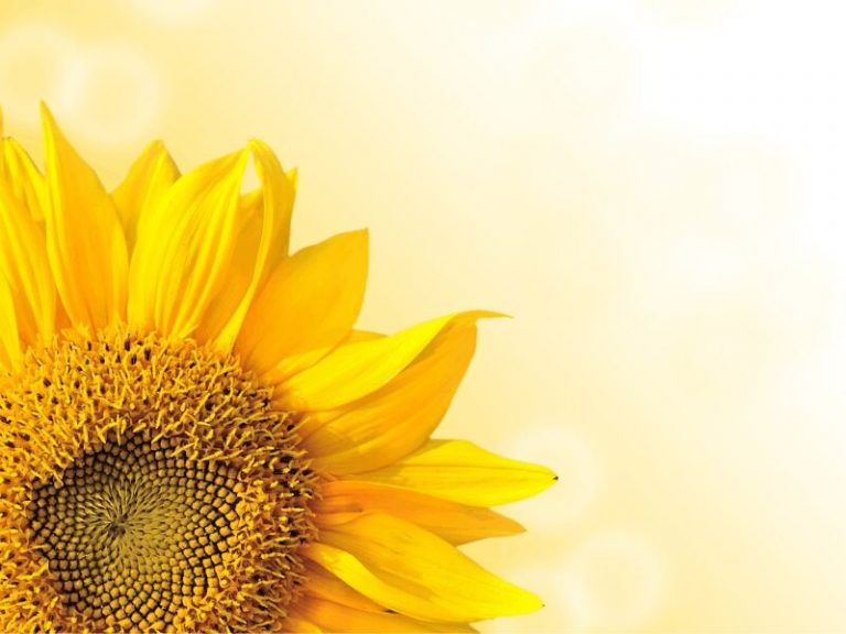 Sonnenblumenöl für Haut und Haar