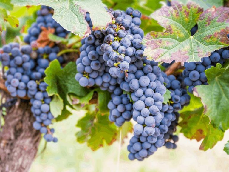 Resveratrol für die Haut